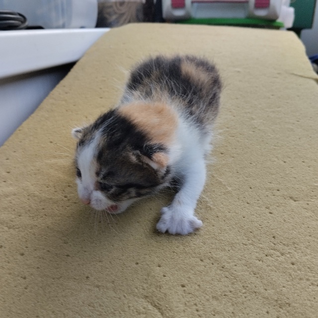 Помогите пристроить кошку и трёх котят.Кошка бездомна?...