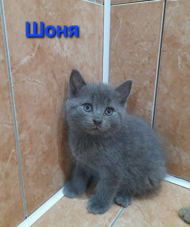 Мы КОТЯТА, шустрые ребята 😽,
Очень ИЩЕМ ДОМ 🏠,
Чтоб сч?...