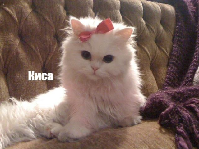 Какие они все-таки разные, но такие любимые?