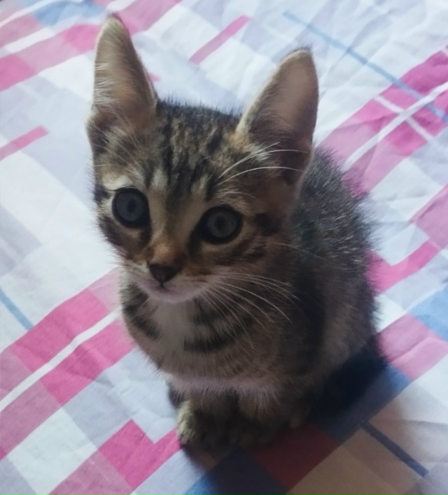 отдам котенка в добрые руки, писать в личные сообщения