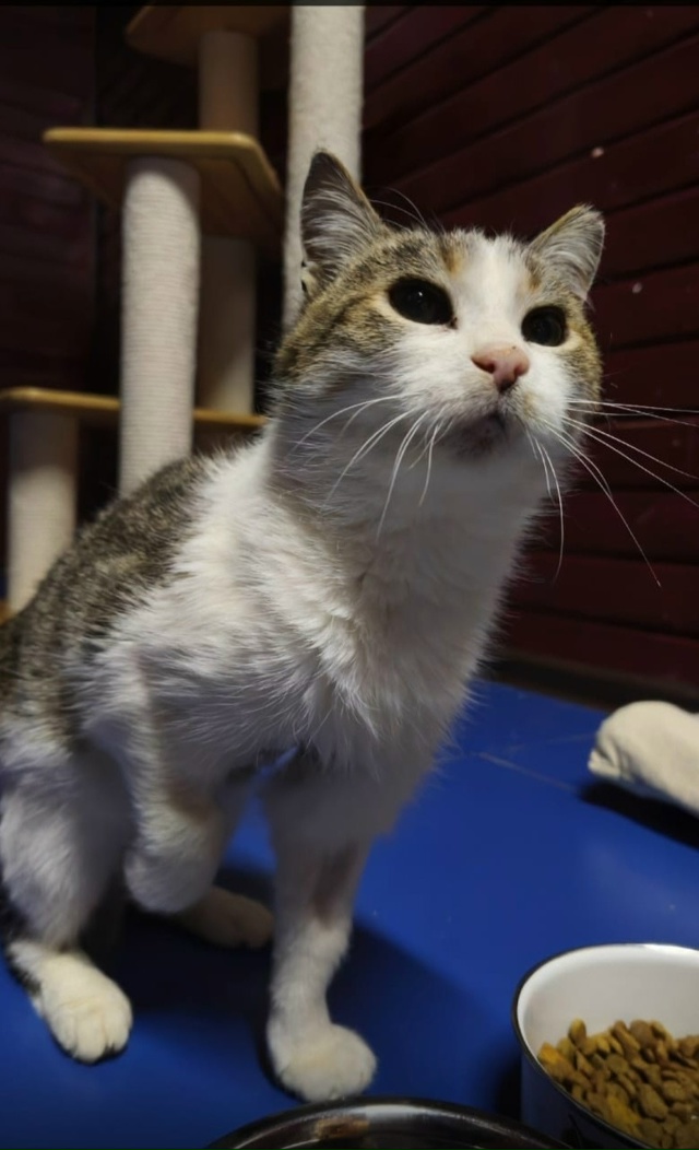 Кошечка МИЛА в поиске любящей семьи❣️️️ 🌨 Даже в с?...