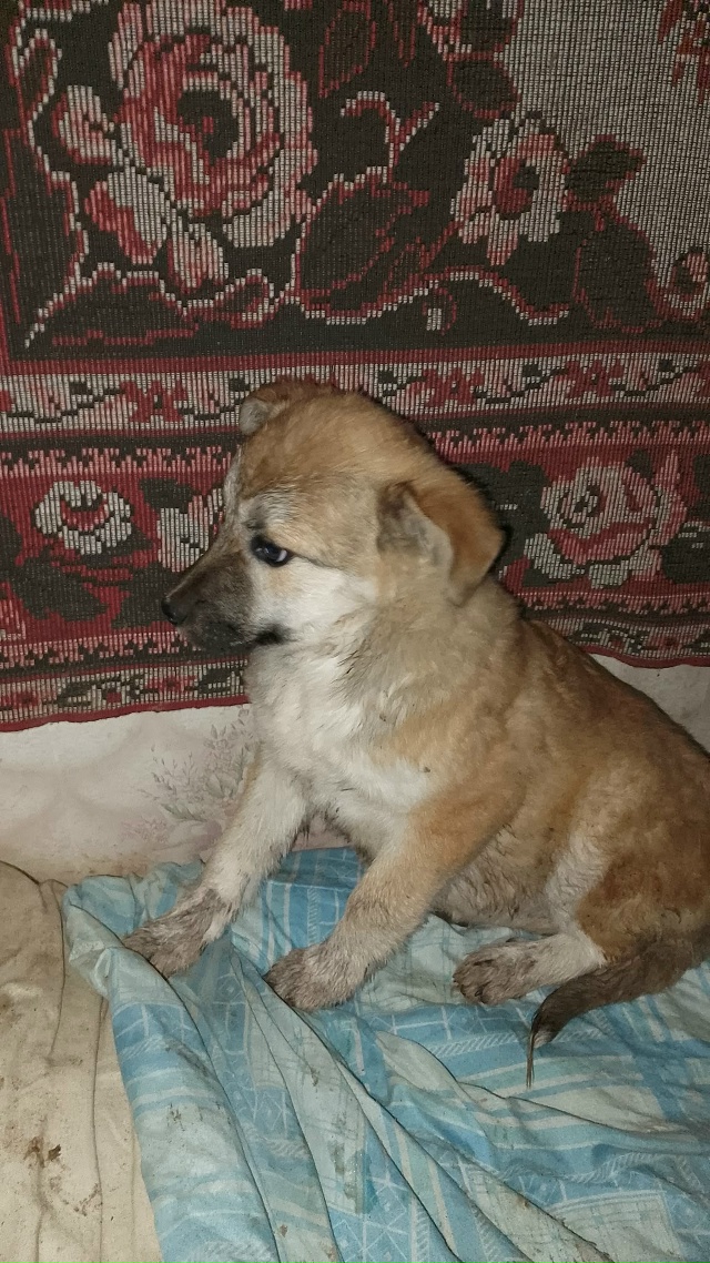 SOS:И опять у нас больная тема ! Люди,да сколько это може?...