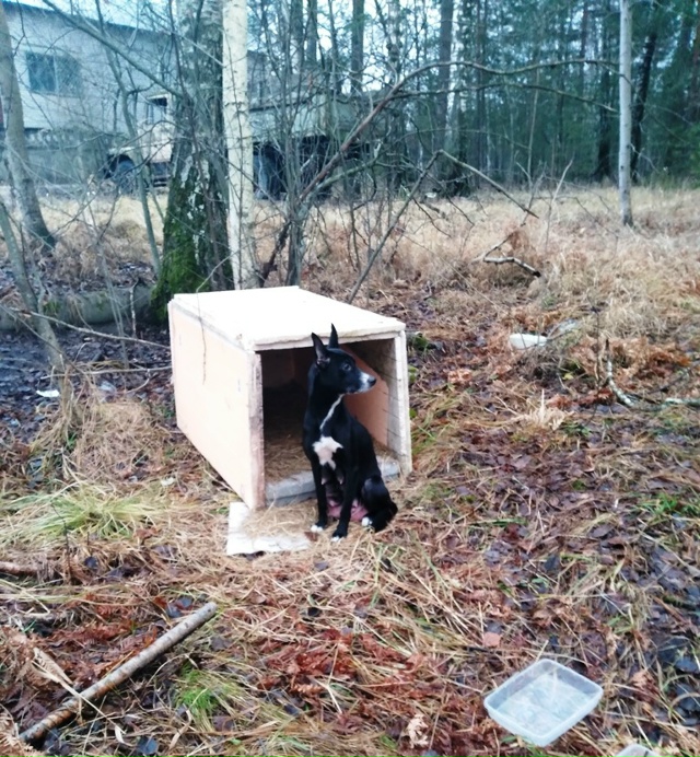 Внимание любителям животных!
Обнаружено бездомное соб...