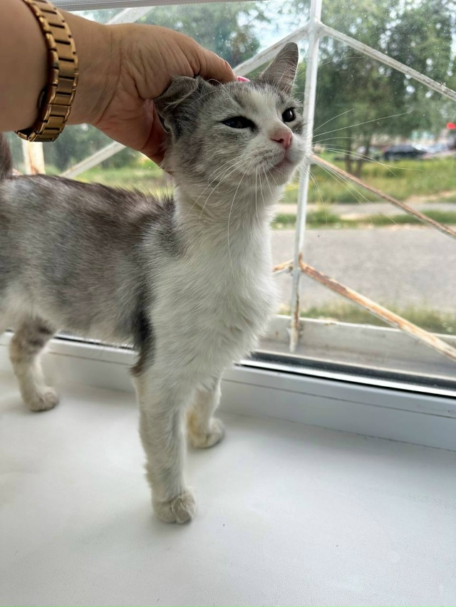 Отдадим кошку в добрые руки, подобрали на улице, полнос...