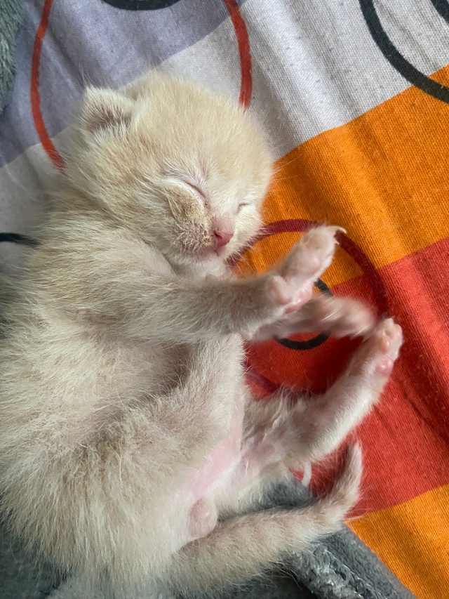 Здравствуйте, подкинули котёнка, ещё совсем маленький....