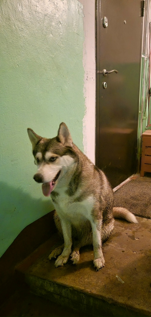 Хозяин найдись🙏 прибилась к дому, добрая/ухоженная/ б?...