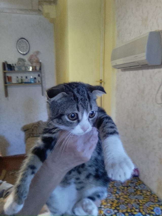 Срочно нужен дом или передержка девочке- вислоушке,мес...