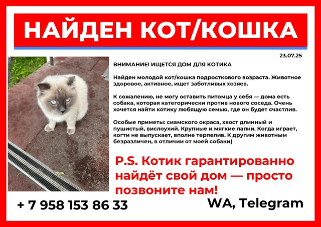 Всем добрый день. Найден кот, может кто-то захочет себе ...