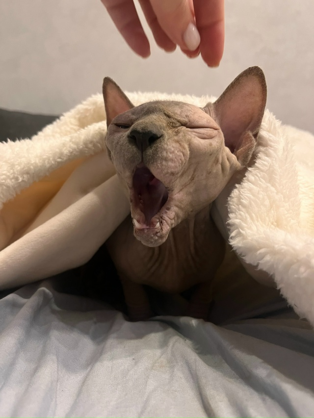 Зеваааааать 🥱❤️