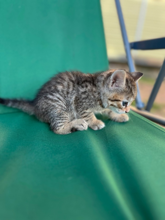 🐈 СРОЧНО ‼️
Котята ищут добрые руки в г. Окуловка! 🐅...