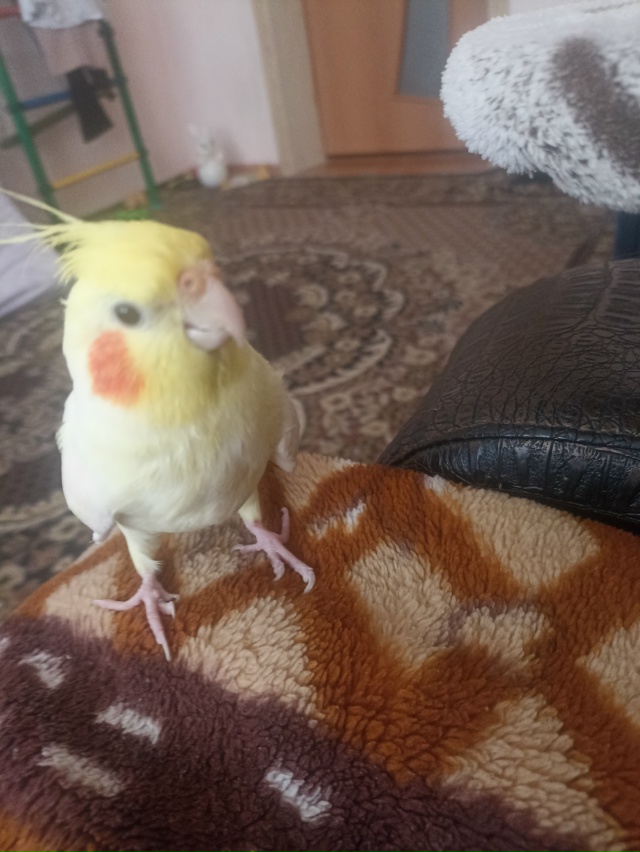 Помогите найти самца капеллы ему исполнилось 1 год, нез...