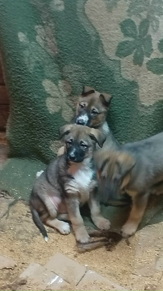 В добрые руки. Мать лайка, отец волкособ. 89041630166.