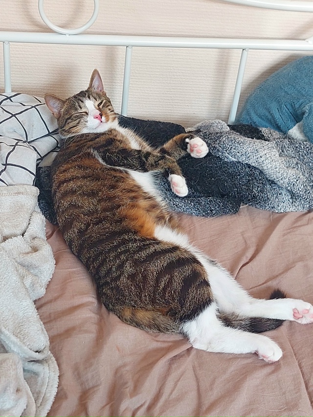 Помогите, пожалуйста, найти кота!
Котенок Кай ~9 месяце...