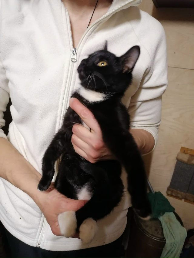 ❓?Может кто возьмет этого котика на доживание? Видно,...