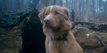 Скоро на экраны выйдет необычный хоррор под названием «Хороший мальчик» (Good Boy). А необычен он те