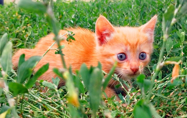 Отдам котят в добрые руки!
Игривые, ходят в лоток
Рыжий ...