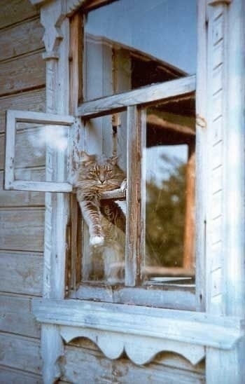 Присылаем своих пушистых