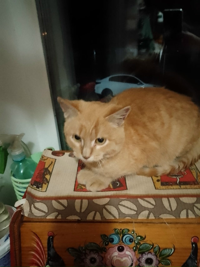 Чей котейка?