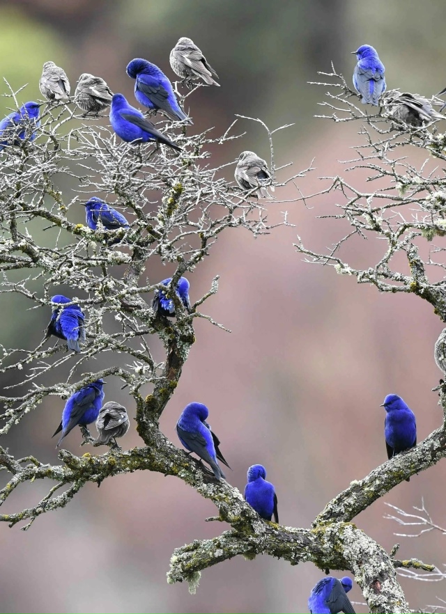 Грандала или Лазоревая птица
Самцы блистают синевой, ?...