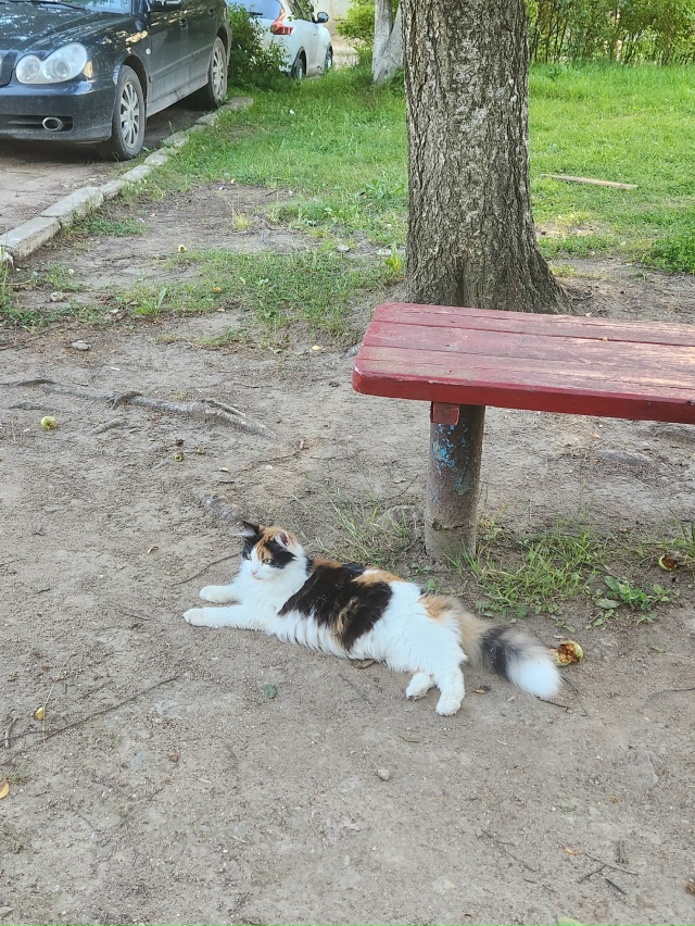 Всем здравствуйте, потерялась кошка в Острове 3, откли?...