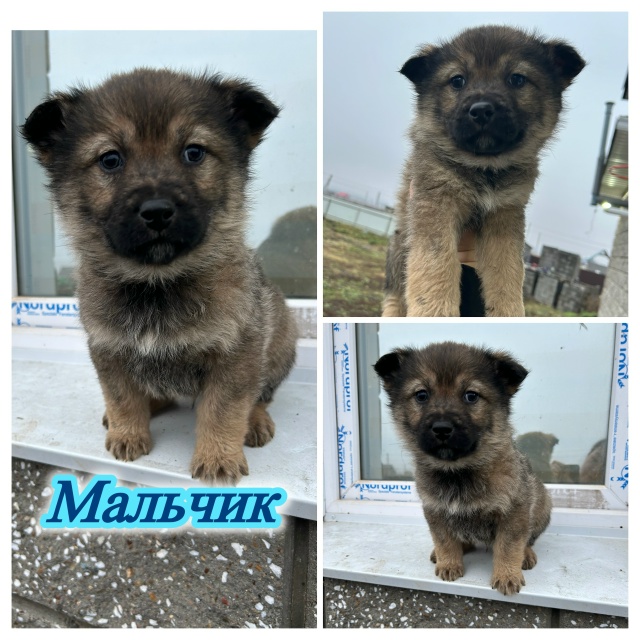 Здравствуйте, прекрасные малыши-мишутки в добрые руки?...