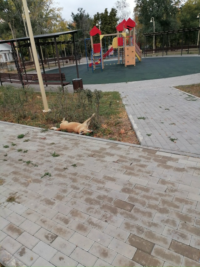 Гундоровка несколько дней лежит