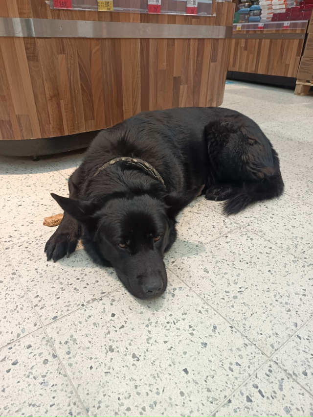 В Ленте на Гостилицком появилась собака. Добрая и грус?...