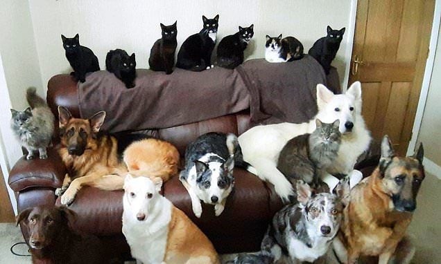 🐕 Ограничить количество собак и кошек в квартире хотя...