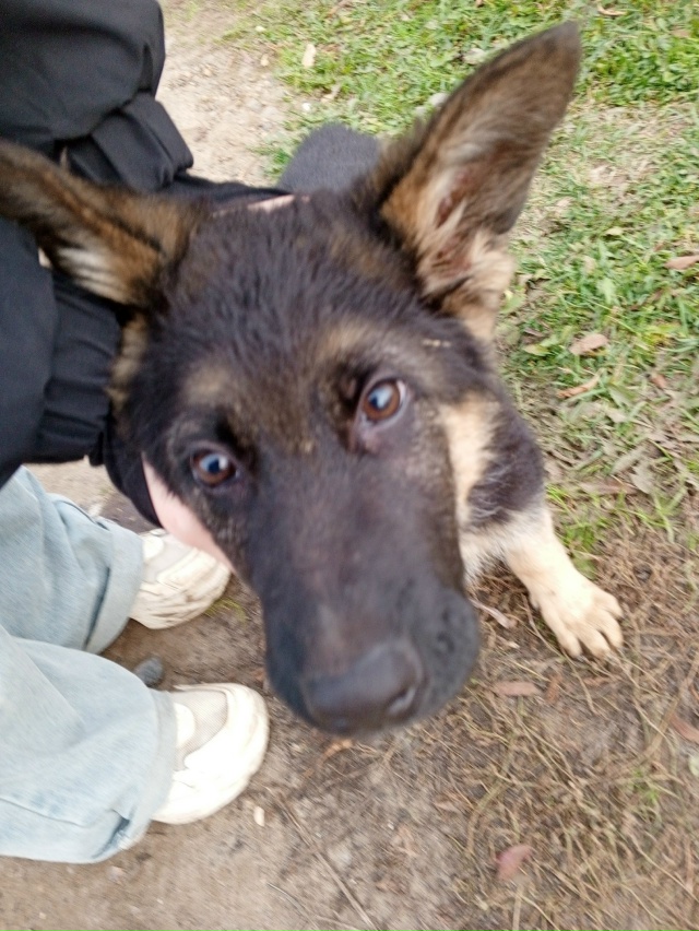 Животные
1. Потерялась собака, бегает по улице кольцев?...