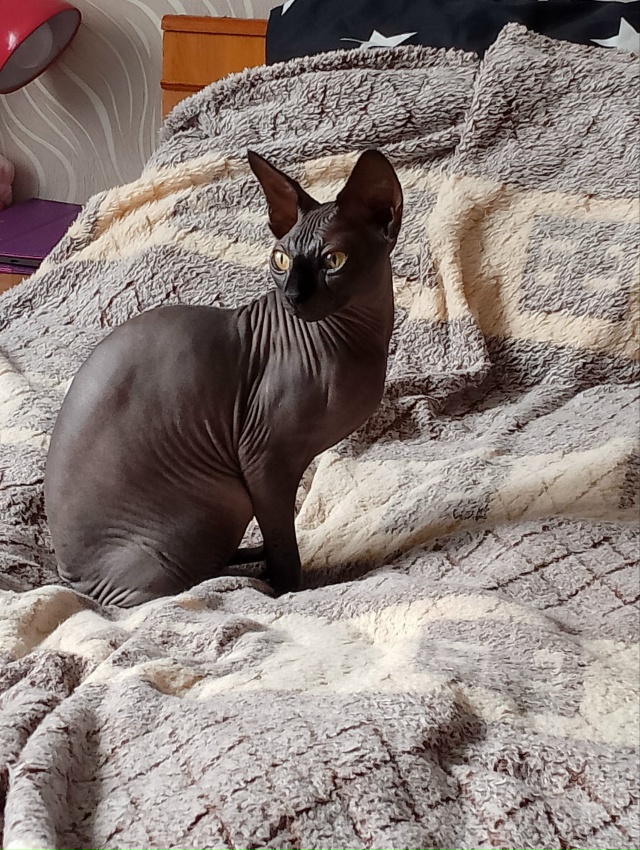 Майа или Майка - футболка