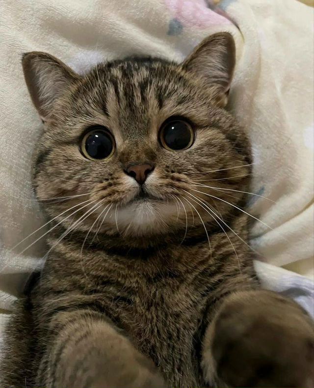 😻Сегодня отмечается Всемирный день кошек!
Кидайте фо...