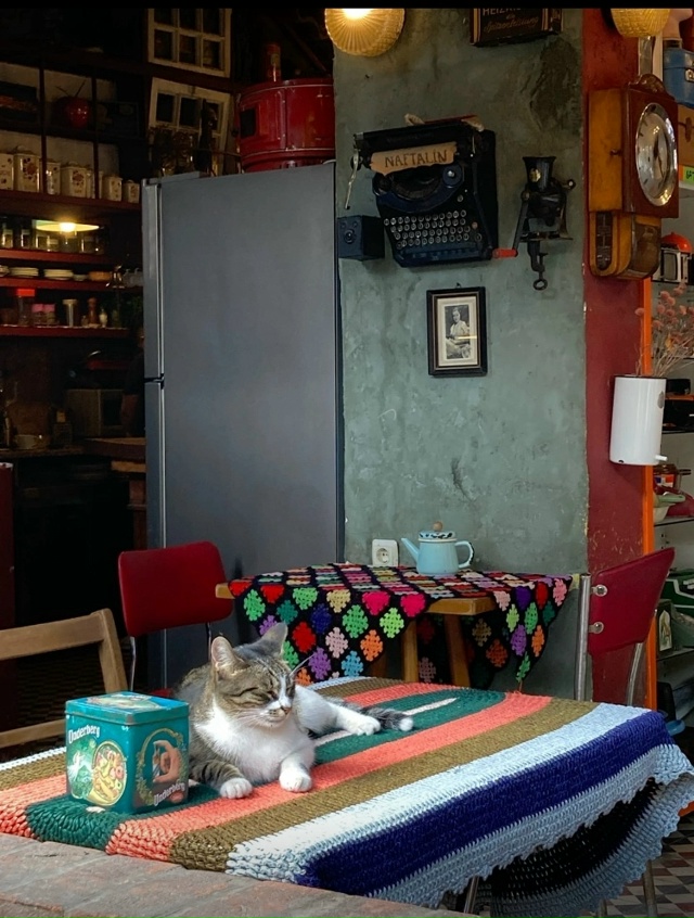 Коты района Балат. Стамбул.