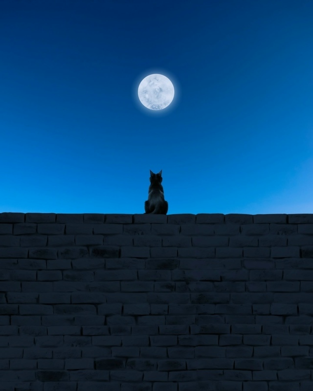 Минимализм и котики.
Ну идеально ❤