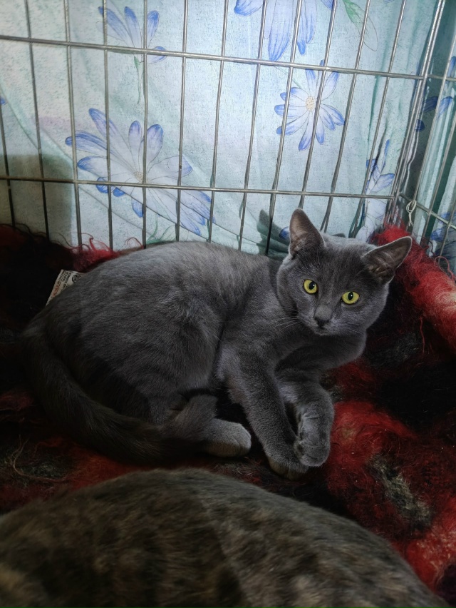 Помогаю информационно. На участке у пожилой женщины по...