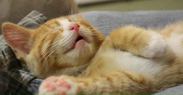 Моему коту на всё глубоко насПать!