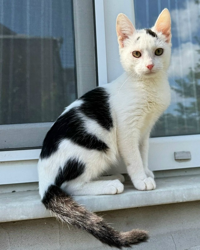 🐾🐾Мега ласковый котик Владик 😍 в поисках самых лучш...