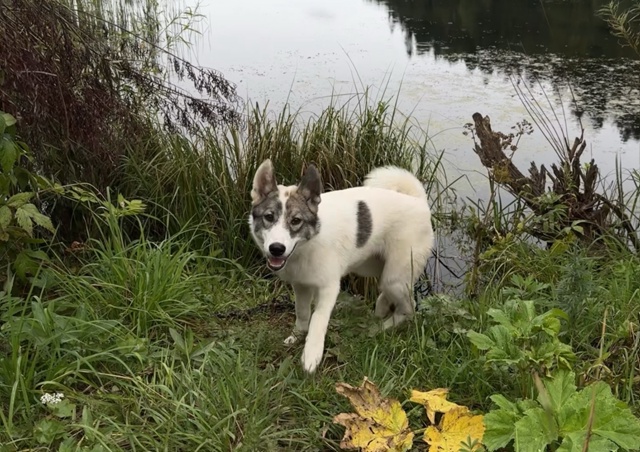 Потерялись собаки‼
В районе Андроновки (территориаль?...
