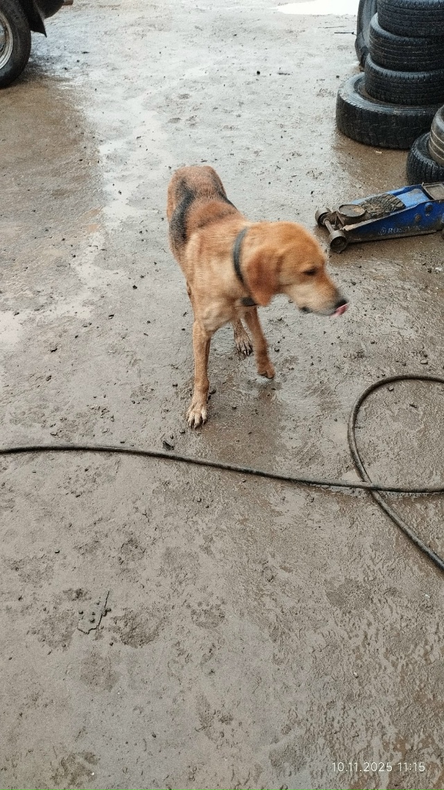 Чья потеряшка? Бегает возле кафе Любаша