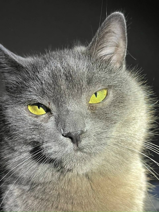 Любимый кот 🐱