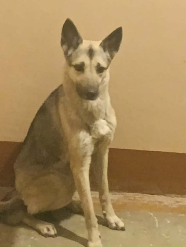 СИРОТА при живой хозяйке.
Пристраивается в добрые руки...