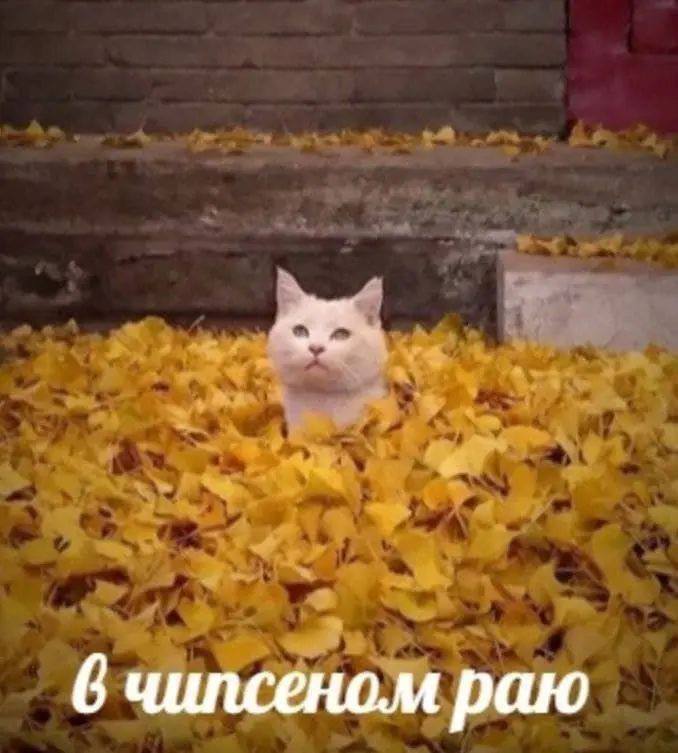 👌Дамы и господа, объявляется мемная суббота. Делитесь вашими смешными картинками с нами в комментари
