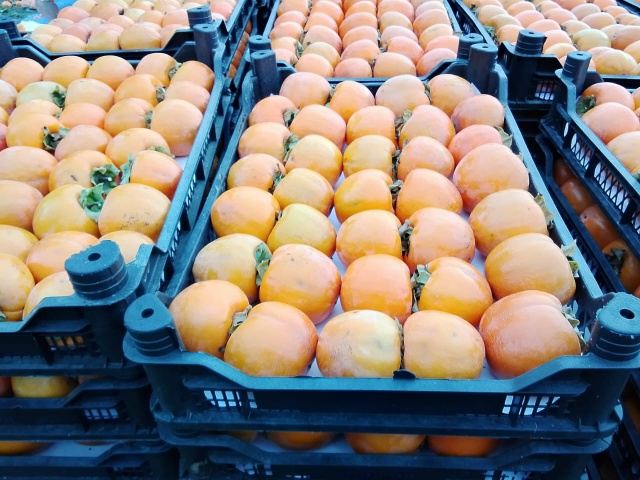 Хурма!🔥🔥🔥🔥🔥🔥🔥🔥🔥🔥🔥🔥🔥🔥
Собираю заявки н?...