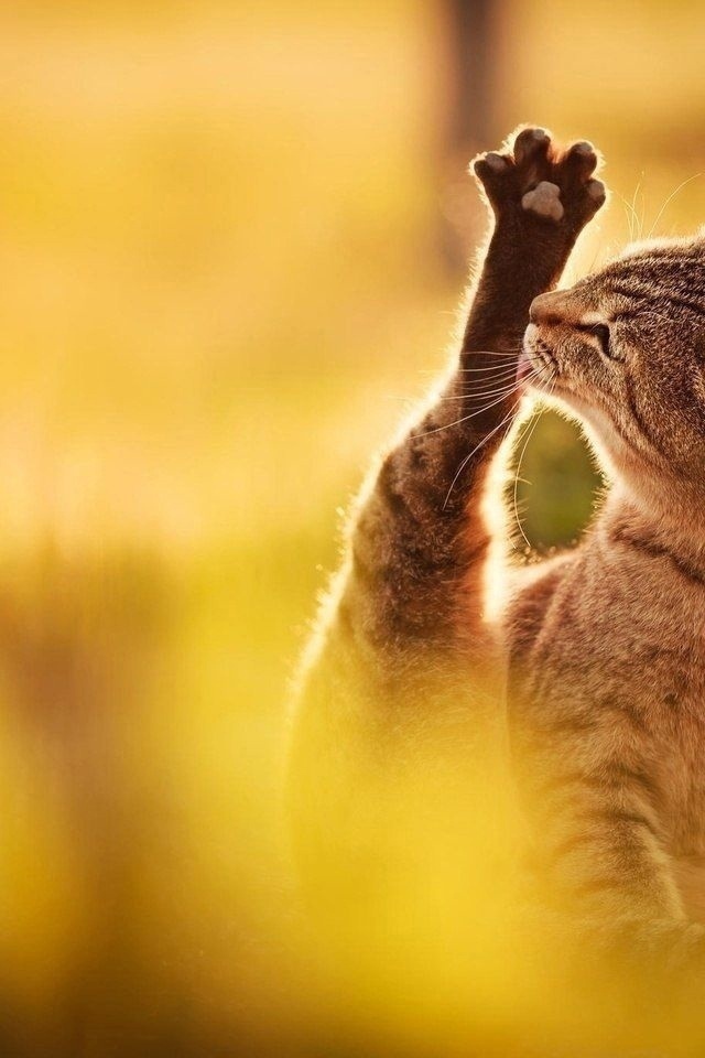Я не доверяю людям, которые не любят животных.
