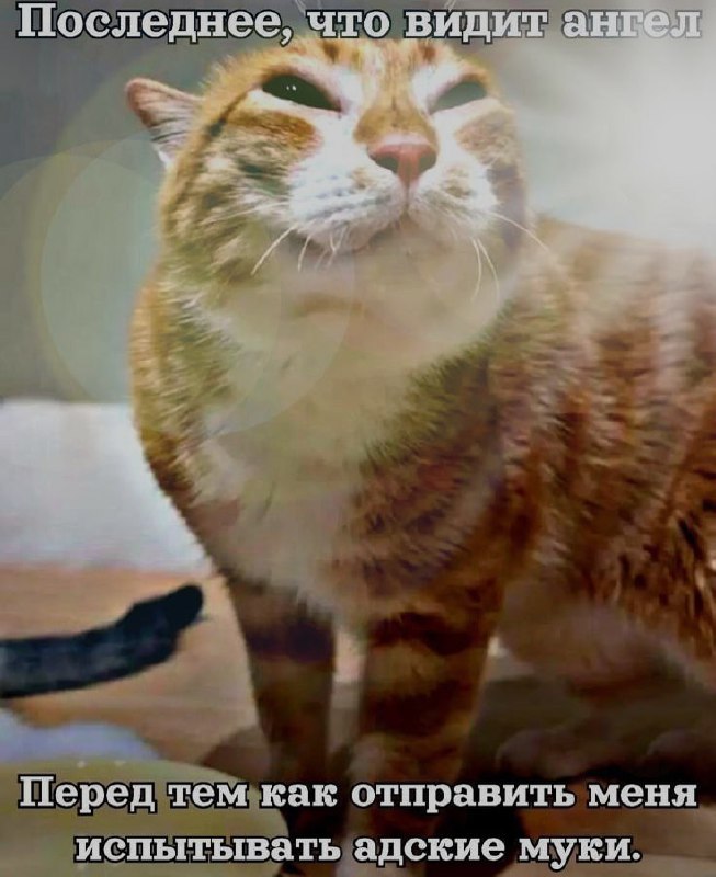 Ночная подборочка
Спать, режим