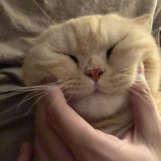 Пожамкать котика - это святое😃