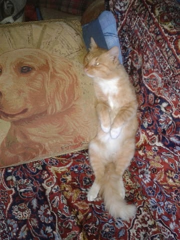 Рыжий, Чуча, Пузик(серый) 🙏к сожалению все уже на☁️🌈,...