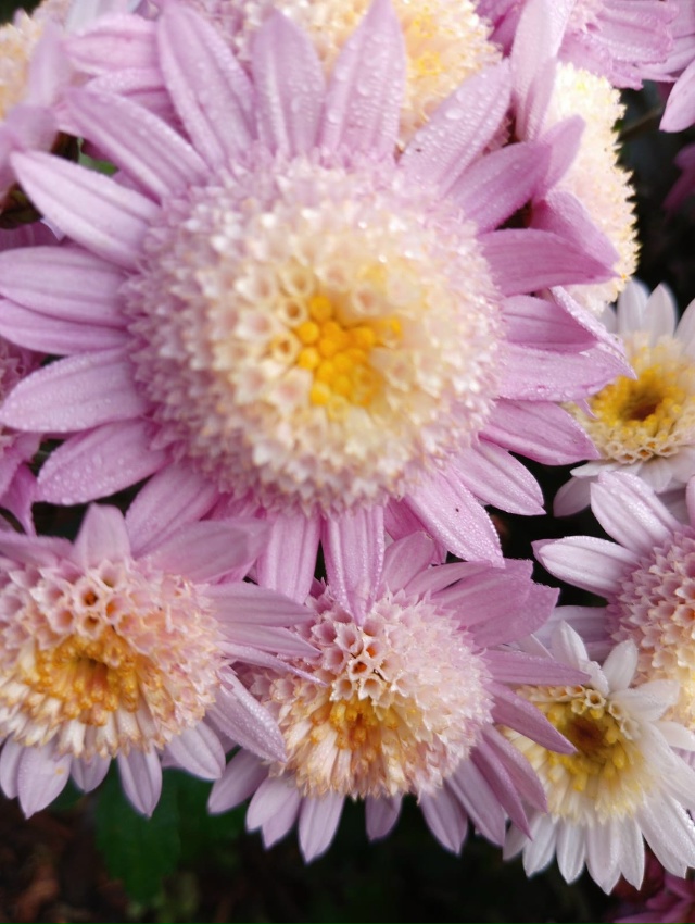 Никитский Ботанический сад
Бал Хризантем 2025г
Фото: Ко?...