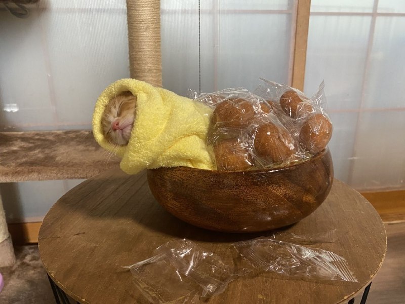 🥰 В Японии есть необычный обычай: если вы спасли котёнка, его укладывают «спать» в постель из омлета