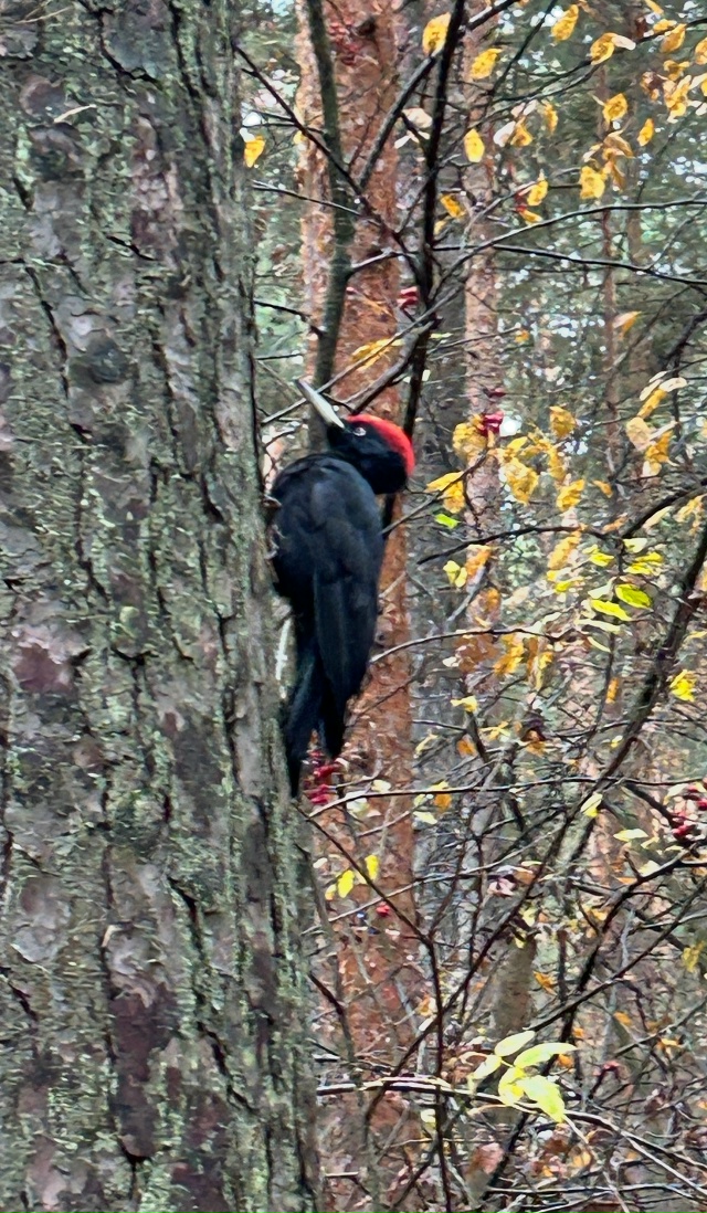 Что за птица? Встретили на Зеленом Бору