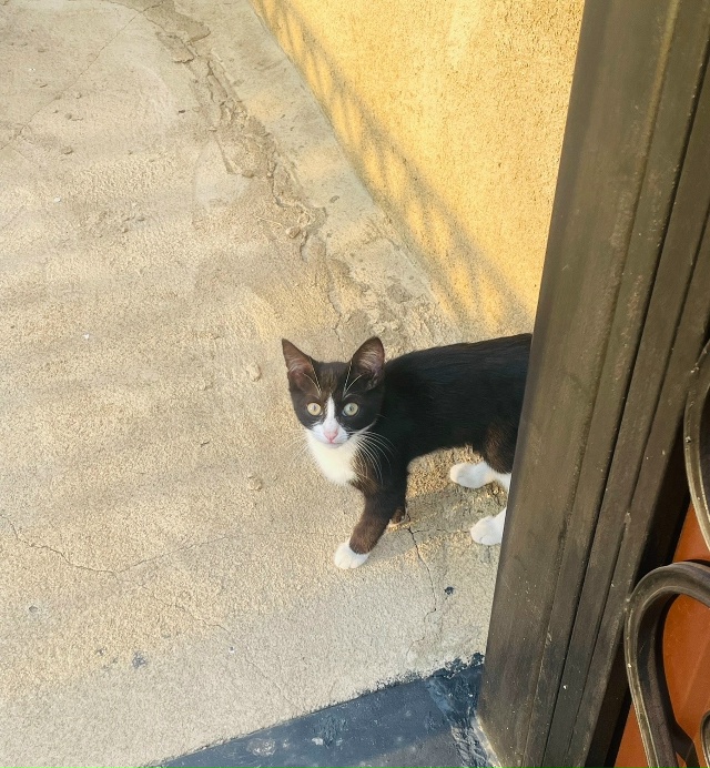 пропала кошечка 🐈‍⬛
помогите найти🙏🏻
может отзыв?...